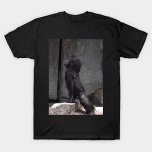 Gorilla T-Shirt